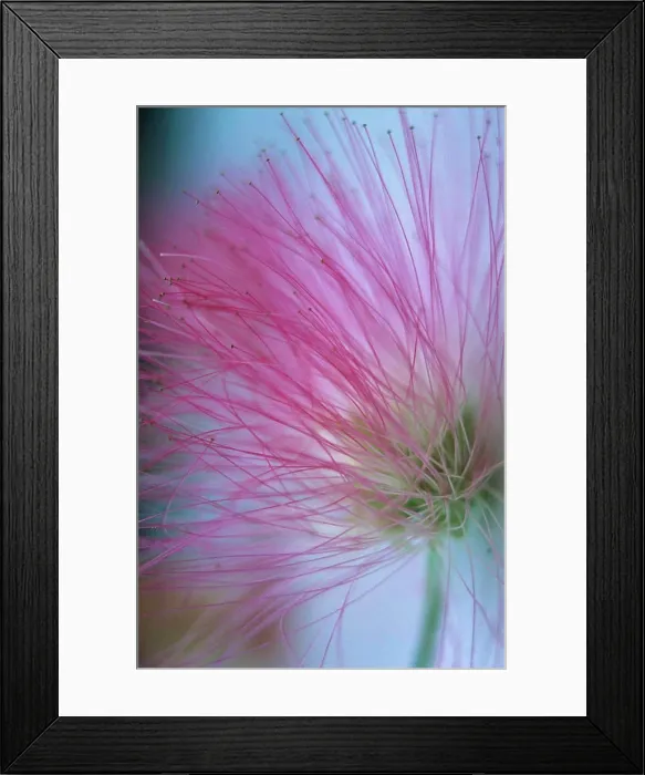 Framed Print : Calliandra, Powder-puff tree Framed Print : Calliandra, Powder-puff tree