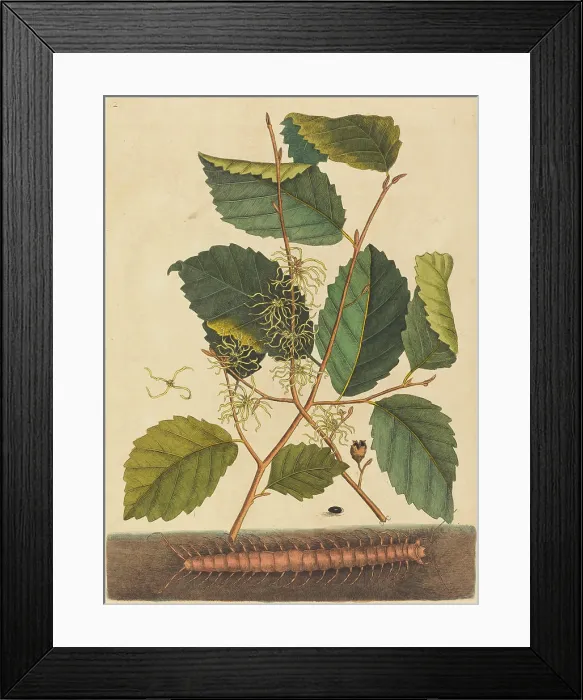 Framed Print : Mark Catesby, Centipede (Scolopendra morsitans), published 1731 1743 Centipede (Scolopendra morsitans)