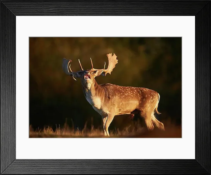 Framed Print : European fallow deer (dama dama) on a meadow in autumn, Bavarian Forest, Bavaria, Germany, Europe