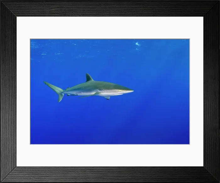 Framed Print : Silky Shark (Carcharhinus falciformis) Jardines de la Reina National Park, Cuba Framed Print : Silky Shark (Carcharhinus falciformis) Jardines de la Reina National Park, Cuba