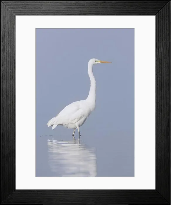 Framed Print : Great egret, common egret, great white egret (Egretta alba) fishing in shallow water of lake in early morning fog, mist Framed Print : Great egret, common egret, great white egret (Egretta alba) fishing in shallow water of lake in early morning fog, mist