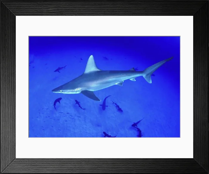 Framed Print : DC, closeup side view of sandbar shark swimming above other sharks C2072 / n(Carcharhinus plumbeus) CM-2079
