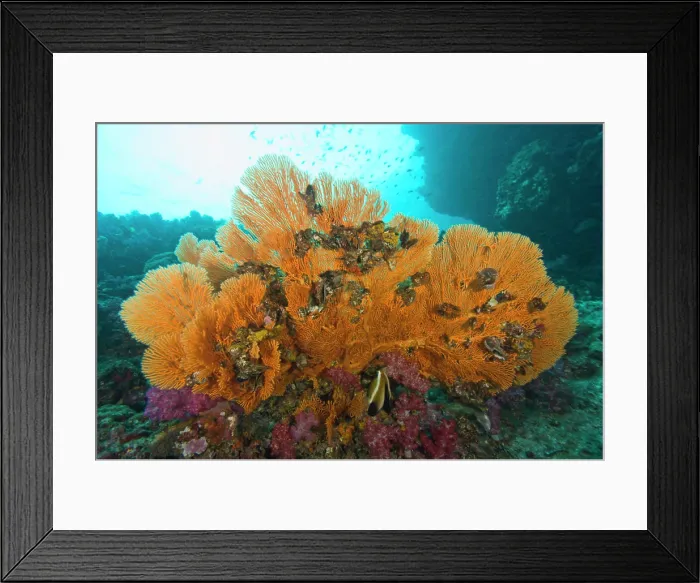 Framed Print : Scuba diving at Richelieu Rock, Mu Koh Surin National Marine Park, just North of Similan Islands, Thailand, SE Asia Framed Print : Scuba diving at Richelieu Rock, Mu Koh Surin National Marine Park, just North of Similan Islands, Thailand, SE Asia