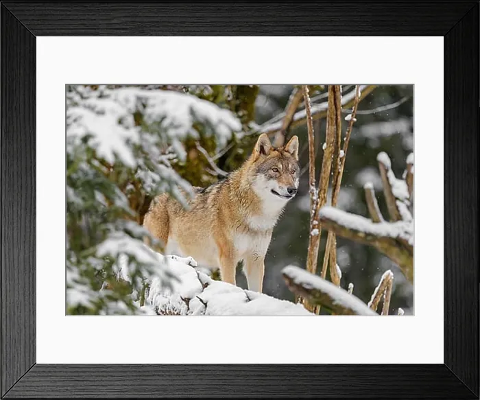 Framed Print : An adult female grey wolf (Canis lupus lupus) stands in the thicket of a sloping