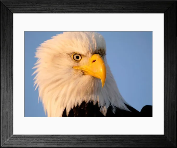 Framed Print : Bald Eagle Framed Print : Bald Eagle