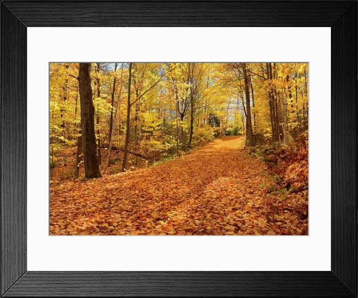 Framed Print : Country road covered with autumn leaves Fairbanks Provincial Park Ontario Canada