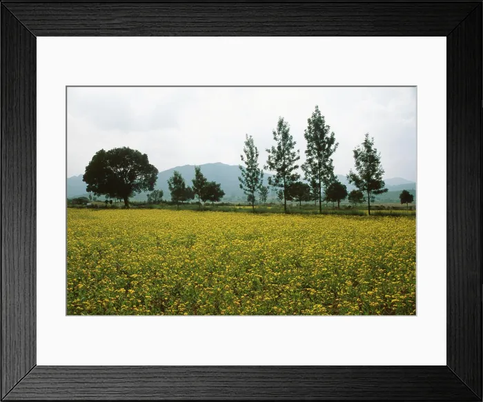 Framed Print : Niger flower, Araku valley, andhra pradesh, india Copyright: xHxSatish / DinodiaxPhotox Framed Print : Niger flower, Araku valley, andhra pradesh, india Copyright: xHxSatish / DinodiaxPhotox