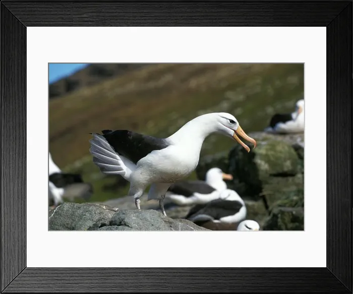 Framed Print : Black-Browed Albatross, diomedea melanophris, Adult calling, Drake Passage in Antarctica Framed Print : Black-Browed Albatross, diomedea melanophris, Adult calling, Drake Passage in Antarctica