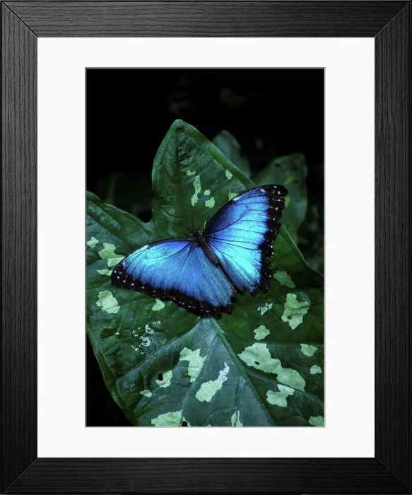 Framed Print : Blue Morpho on leaf in Costa Rica Framed Print : Blue Morpho on leaf in Costa Rica