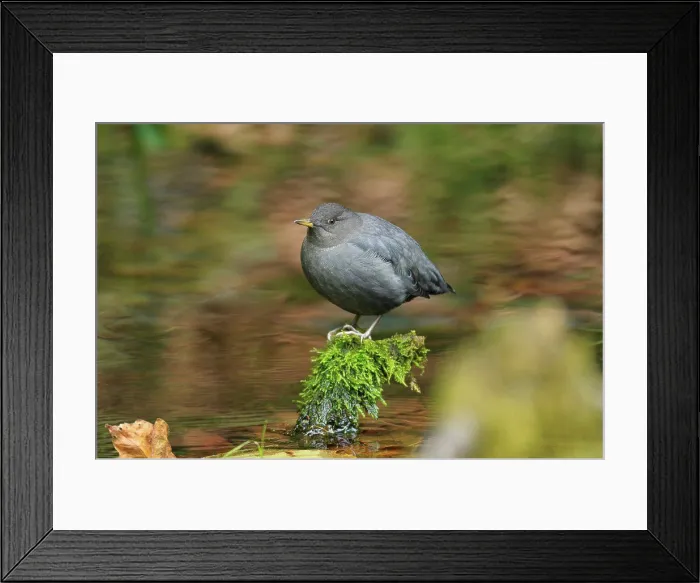 Framed Print : American Dipper at rest Hoh Rainforest Olympic PN USA