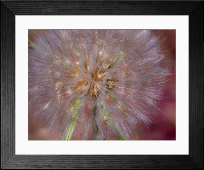 Framed Print : USA, Washington State, Eastern Washington fluffy seed head of Salsify dandelion Framed Print : USA, Washington State, Eastern Washington fluffy seed head of Salsify dandelion