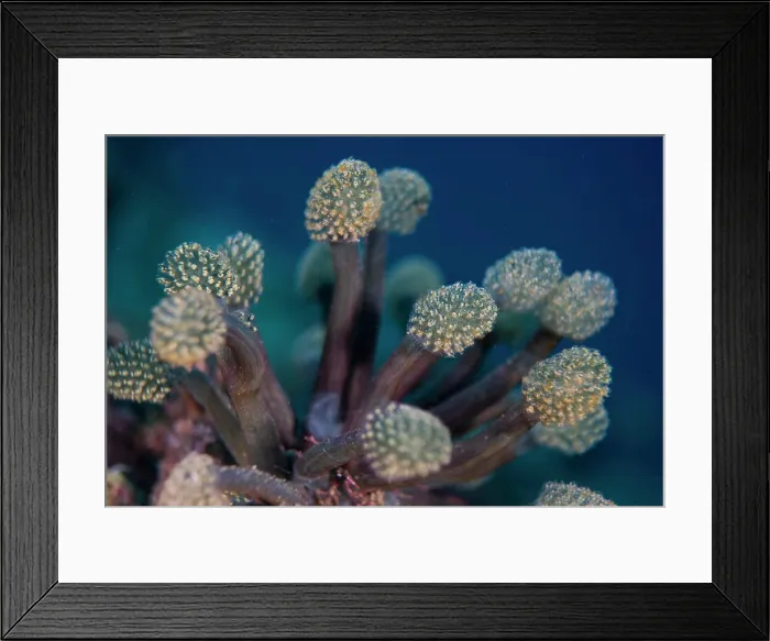 Framed Print : A cluster of tunicate, Oxycorynia fascicularis, Anilao, Batangas, Philippines Framed Print : A cluster of tunicate, Oxycorynia fascicularis, Anilao, Batangas, Philippines