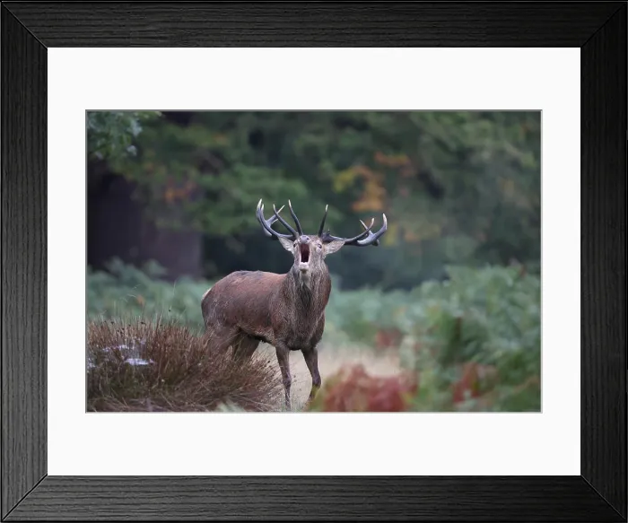 Framed Print : The slab is the call made by deer to attract the attention of females during the mating season Framed Print : The slab is the call made by deer to attract the attention of females during the mating season