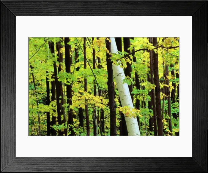 Framed Print : Birch tree among maples