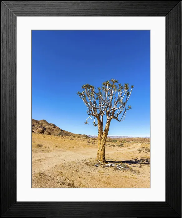 Framed Print : Ancient Quiver Tree succulents in the Richtersveld National Park Ancient Quiver Tree succulents in the Richtersveld Framed Print : Ancient Quiver Tree succulents in the Richtersveld National Park Ancient Quiver Tree succulents in the Richtersveld
