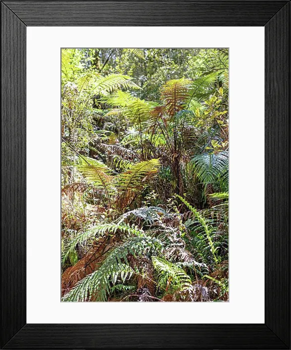 Framed Print : Silver tree fern (Cyathea dealbata), Lake Matheson Trail, New Zealand, Oceania Framed Print : Silver tree fern (Cyathea dealbata), Lake Matheson Trail, New Zealand, Oceania