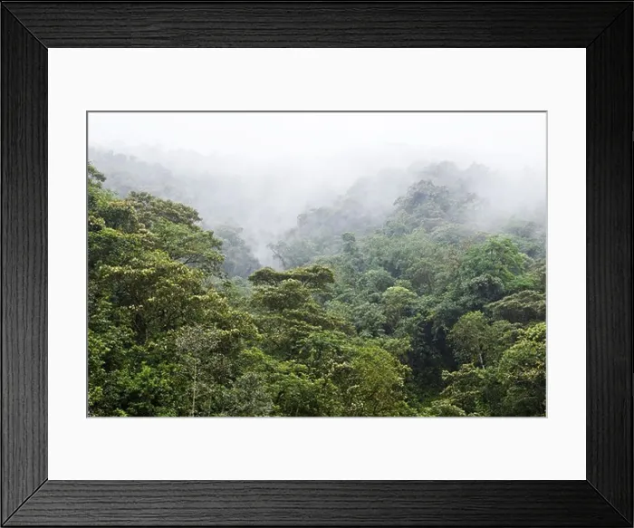 Framed Print : Rainforest covered with fog