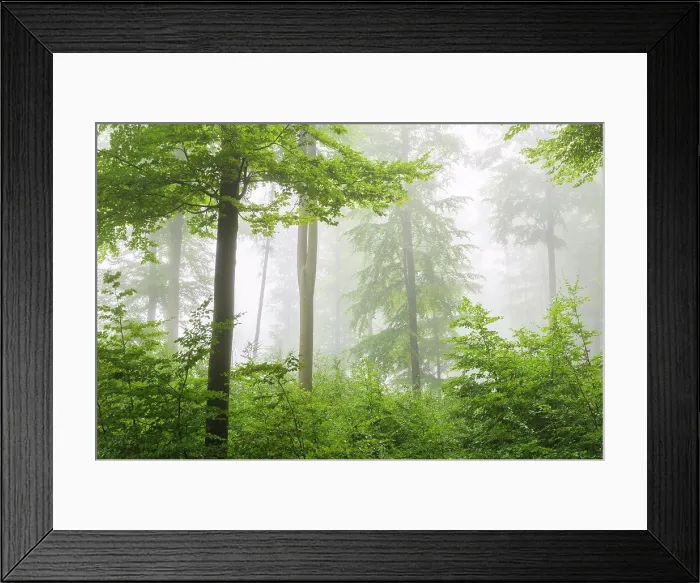 Framed Print : Close-up of beech trees and undergrowth in a forest on a misty morning
