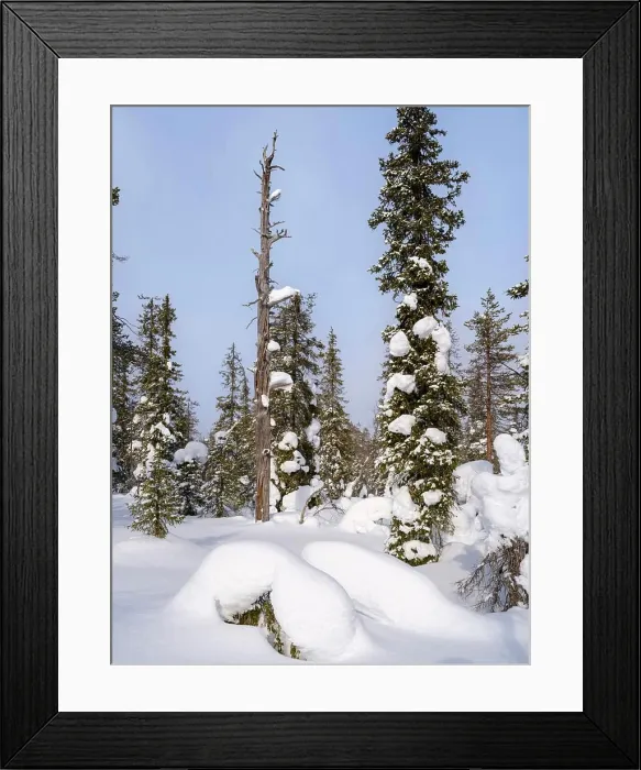 Framed Print : Boreal forest or Taiga of Finland near Lampivaara in the Pyhae-Luosto National Park (Pyhae-Luoston kansallispuisto) Framed Print : Boreal forest or Taiga of Finland near Lampivaara in the Pyhae-Luosto National Park (Pyhae-Luoston kansallispuisto)