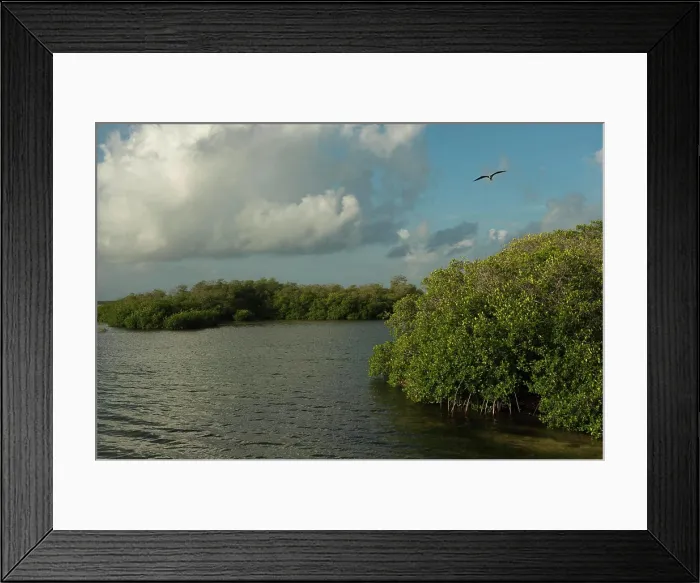 Framed Print : Red Mangrove (Rhizophora mangle), Sian Ka'an Biosphere Reserve, Quintana Roo, Yucatan Peninsula, Mexico Framed Print : Red Mangrove (Rhizophora mangle), Sian Ka'an Biosphere Reserve, Quintana Roo, Yucatan Peninsula, Mexico