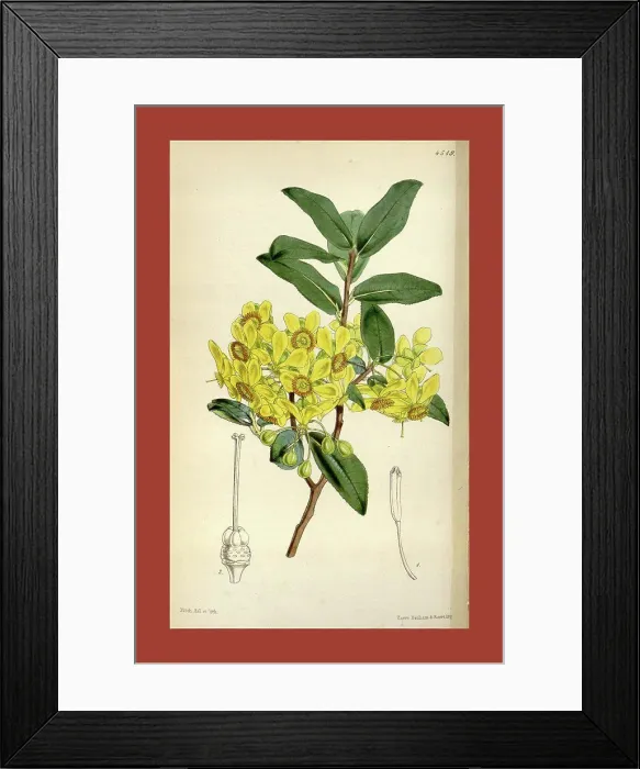 Framed Print : Botanical Print by Walter Hood Fitch 1817 - 1892 Framed Print : Botanical Print by Walter Hood Fitch 1817 - 1892