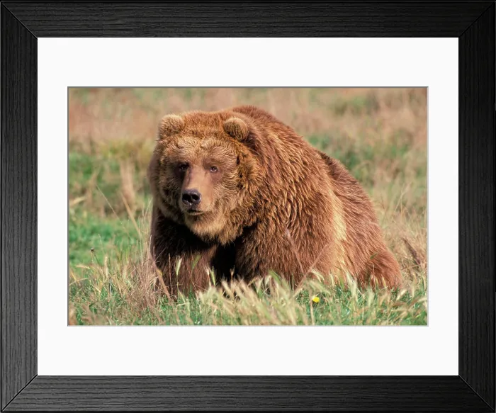 Framed Print : North America, USA, Alaska, Kodiak Island, Grizzly or Brown bear Framed Print : North America, USA, Alaska, Kodiak Island, Grizzly or Brown bear