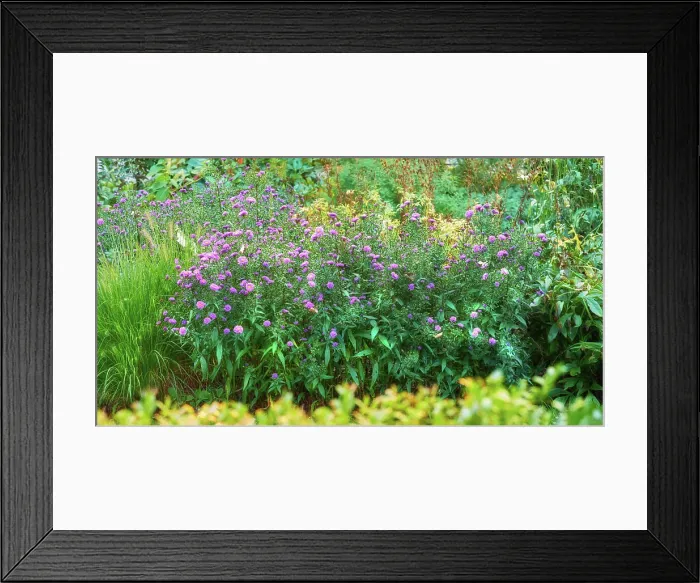 Framed Print : Aster flowers growing in a lush green botanical garden in summer
