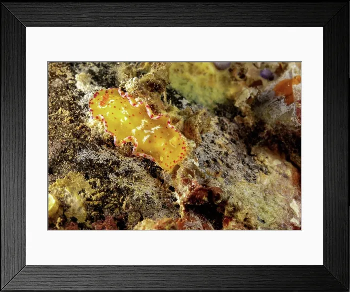 Framed Print : At only one inch long this juvenile Spanish dancer nudibranch (Hexabranchus pulchellus) Framed Print : At only one inch long this juvenile Spanish dancer nudibranch (Hexabranchus pulchellus)