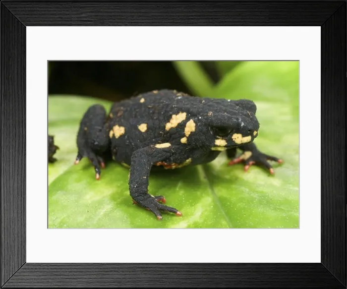 Framed Print : Montevideo Redbelly Toad (Melanophryniscus montevidensis) adult, sitting on leaf, native of Uruguay and Brazil (captive) Framed Print : Montevideo Redbelly Toad (Melanophryniscus montevidensis) adult, sitting on leaf, native of Uruguay and Brazil (captive)