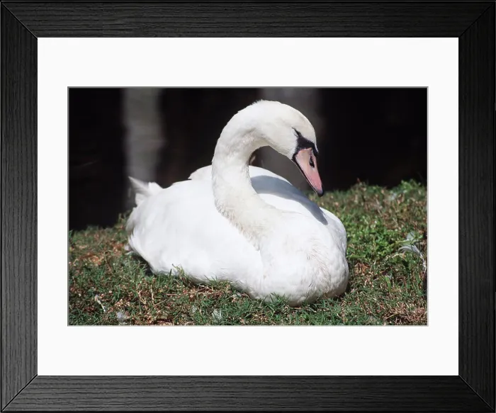 Framed Print : Swan sitting in the grass, Florida, USA Framed Print : Swan sitting in the grass, Florida, USA