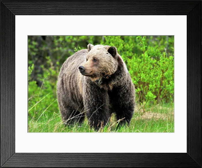 Framed Print : A close up image of a collared adult female grizzly bear standing in some tall green grass at the edge of a wild meadow
