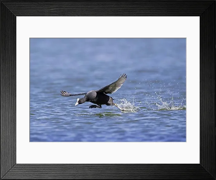 Framed Print : Eurasian coot (Fulica atra), common coot running over water to take off in pond