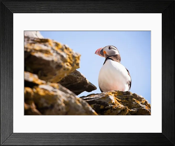 Framed Print : Atlantic puffin (Fratercula arctica) perching on a cliff, Skellig Michael, Republic of Ireland Framed Print : Atlantic puffin (Fratercula arctica) perching on a cliff, Skellig Michael, Republic of Ireland