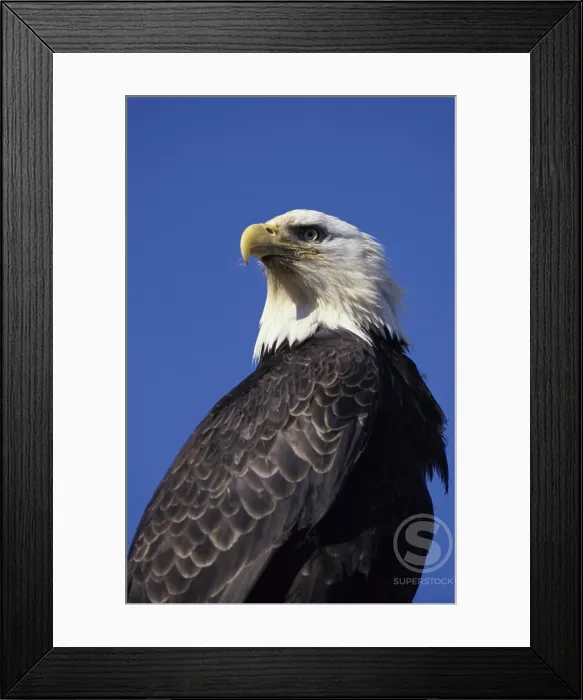 Framed Print : Bald Eagle Framed Print : Bald Eagle