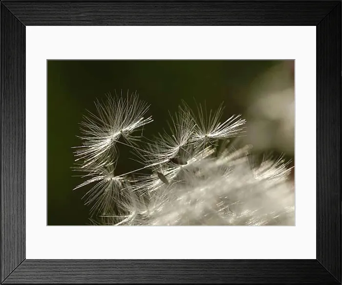 Framed Print : Dandelion Framed Print : Dandelion