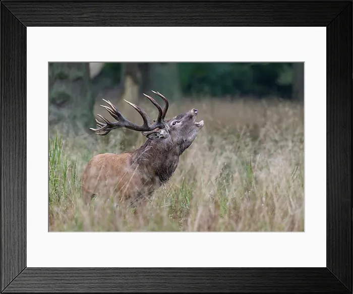 Framed Print : Red Deer (Cervus elaphus), bugling stag in rut, Copenhagen, Denmark, Europe Framed Print : Red Deer (Cervus elaphus), bugling stag in rut, Copenhagen, Denmark, Europe