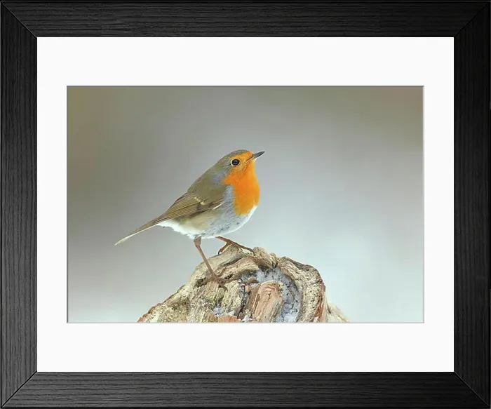Framed Print : European robin (Erithacus rubecula) in winter, on tree stump, Siegerland, North Rhine-Westphalia, Germany, Europe Framed Print : European robin (Erithacus rubecula) in winter, on tree stump, Siegerland, North Rhine-Westphalia, Germany, Europe