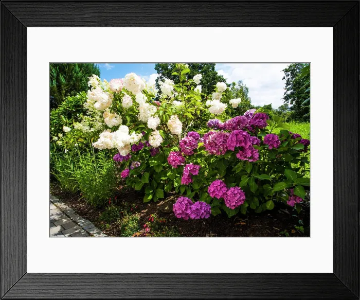 Framed Print : Hydrangea flowers, in a garden in Bavaria, Germany Framed Print : Hydrangea flowers, in a garden in Bavaria, Germany