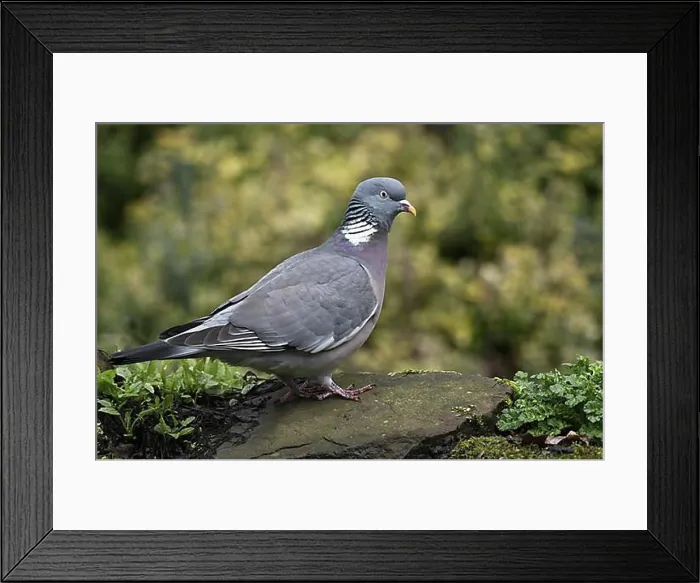 Framed Print : Common wood pigeon (Columba palumbus), Emsland, Lower Saxony, Germany, Europe