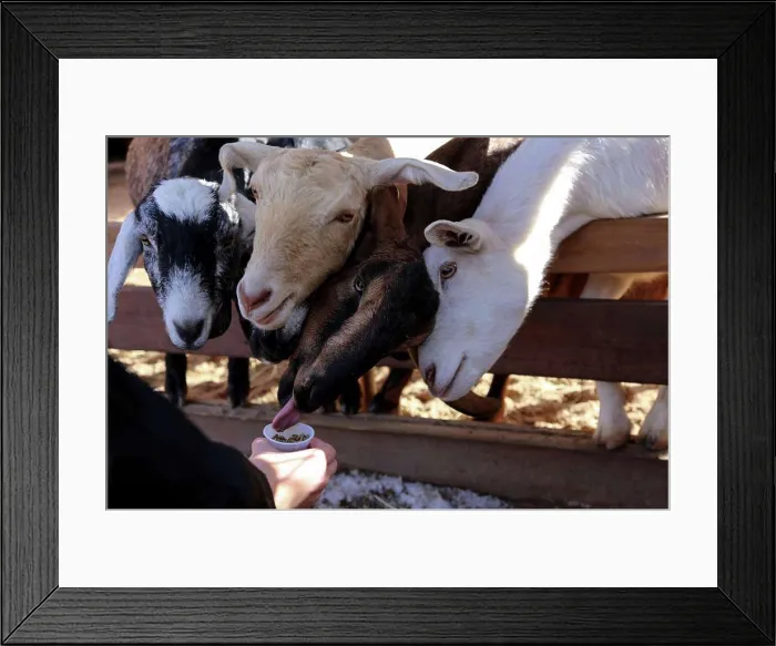Framed Print : A person feeding a group of funny goats