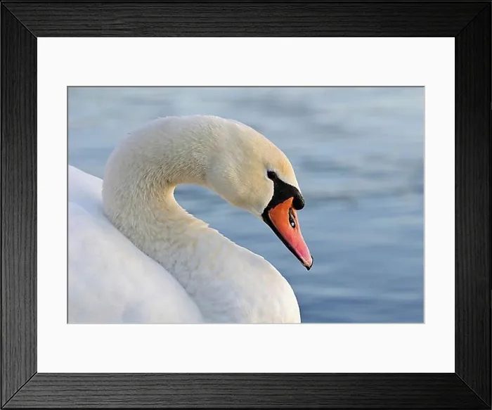 Framed Print : Mute Swan, mute swans (Cygnus olor) Framed Print : Mute Swan, mute swans (Cygnus olor)
