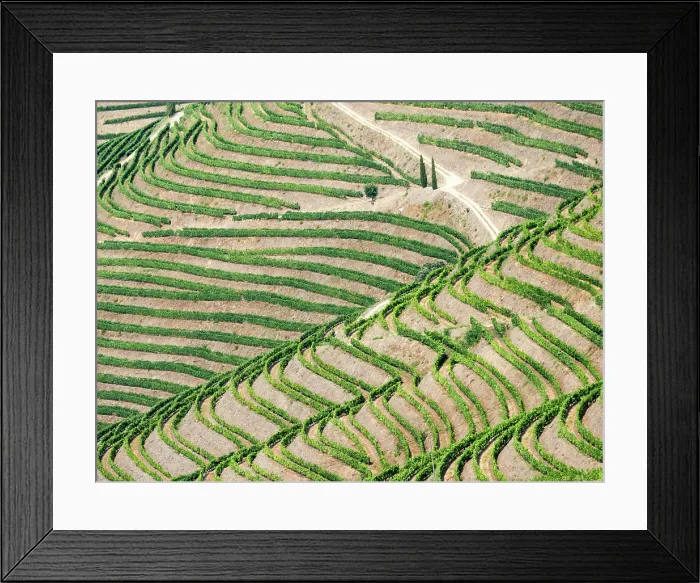 Framed Print : Portugal, Douro Valley. Terraced vineyards lining the hills Framed Print : Portugal, Douro Valley. Terraced vineyards lining the hills