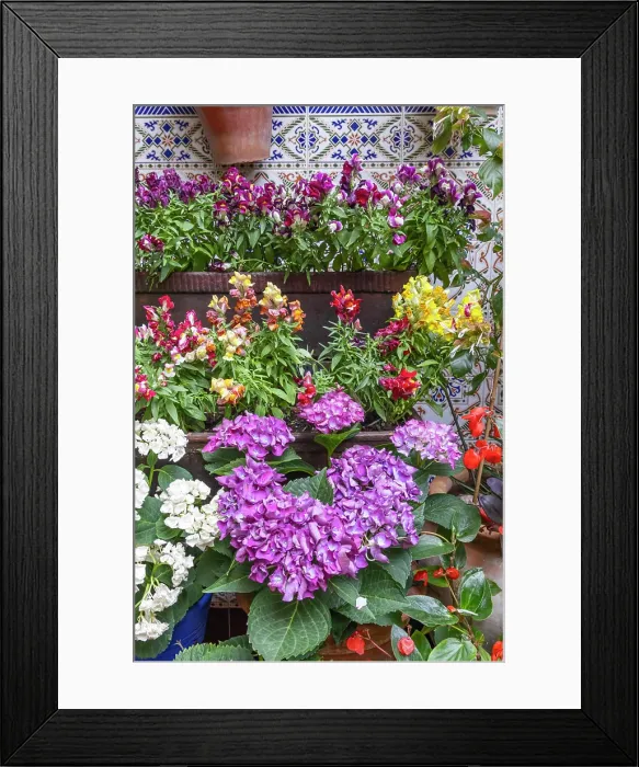 Framed Print : Centro District, Cordoba, Andalusia, Spain. Potted plants with colorful flowers Framed Print : Centro District, Cordoba, Andalusia, Spain. Potted plants with colorful flowers