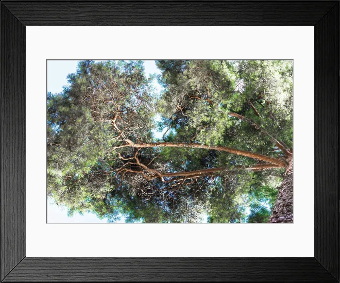 Framed Print : Crown of tall pines against the blue sky Crown of tall pines against the beautiful blue sky Copyright: xZoonar Framed Print : Crown of tall pines against the blue sky Crown of tall pines against the beautiful blue sky Copyright: xZoonar