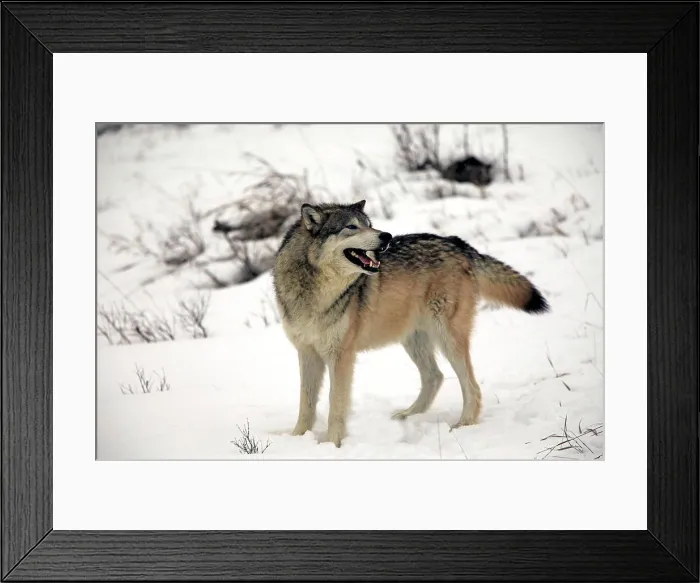 Framed Print : Gray Wolf, (Canis lupus), Montana, North America, USA, adult in snow Framed Print : Gray Wolf, (Canis lupus), Montana, North America, USA, adult in snow