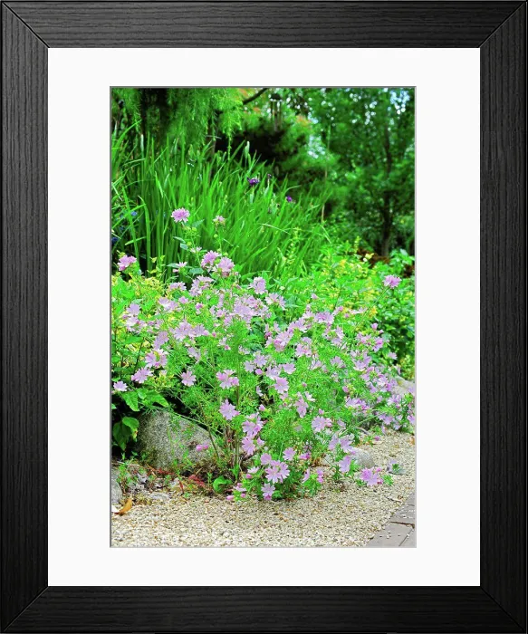 Framed Print : Lavatera Candy Floss in bloom in a garden Framed Print : Lavatera Candy Floss in bloom in a garden