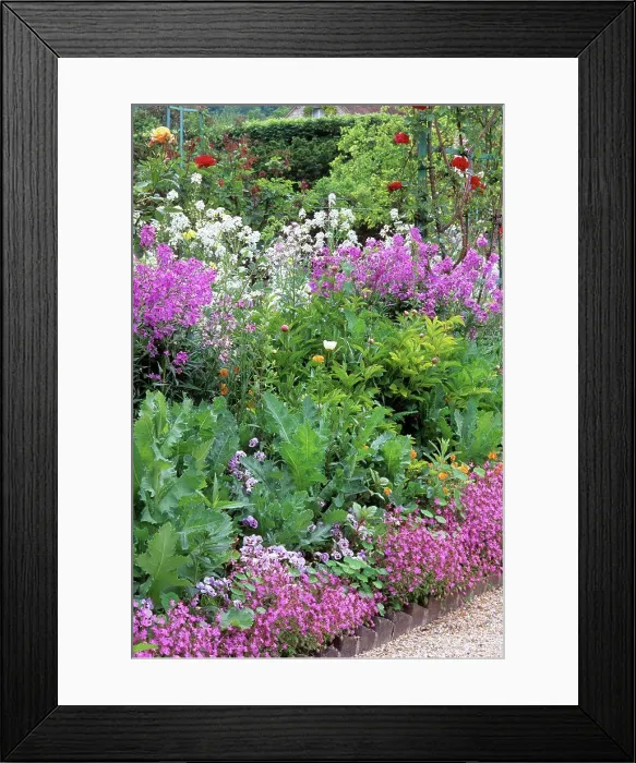 Framed Print : Pink monochrome flowers bed with Dame's Rocket seed (Hesperis matronalis) Framed Print : Pink monochrome flowers bed with Dame's Rocket seed (Hesperis matronalis)