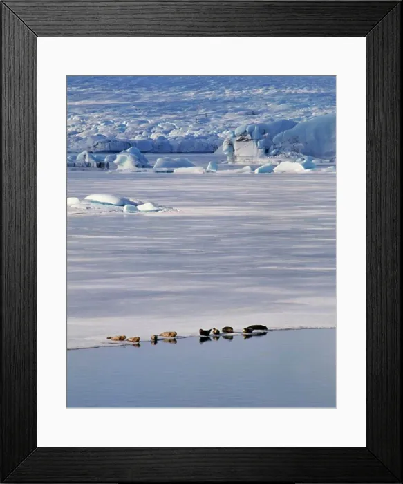 Framed Print : Seals Jokulsarlon Glacier Iceland