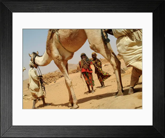 Framed Print : Sudan, North (Nubia), Children among camels Framed Print : Sudan, North (Nubia), Children among camels