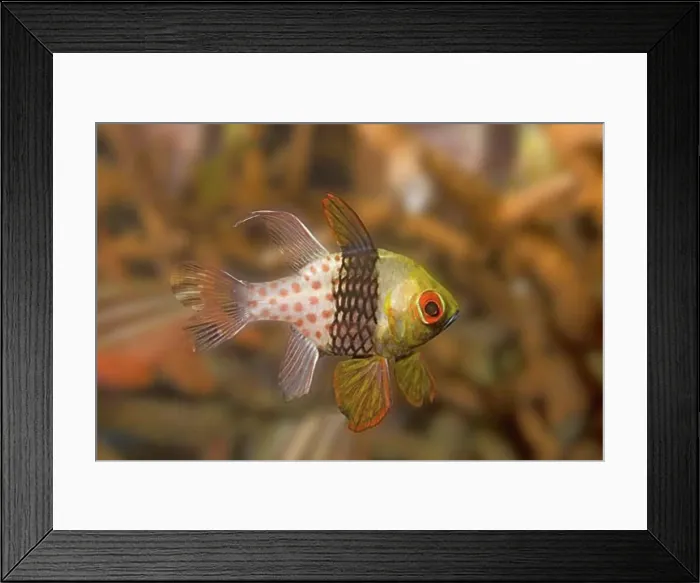 Framed Print : Pajama Cardinalfish Sphaeramia nematoptera Lembeh Straits Indonesia Framed Print : Pajama Cardinalfish Sphaeramia nematoptera Lembeh Straits Indonesia